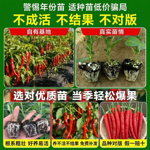 正宗小米椒苗辣椒苗四季盆栽高产朝天椒苗野山椒苗批发蔬菜苗大全 - 图1