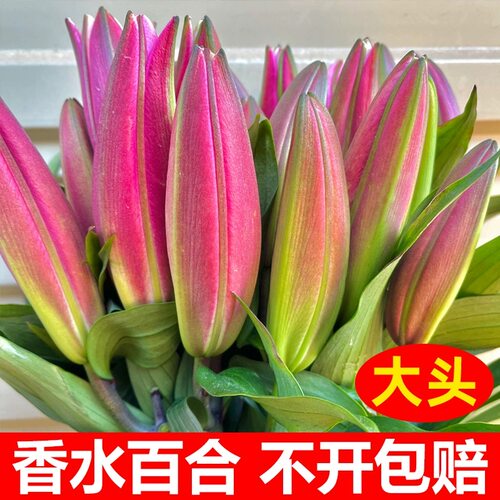 粉色香水百合鲜花插花云南基地直发客厅摆设供佛真花新年氛围装饰 - 图2