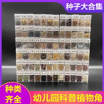 Seed Specimens Grand collection photo frame Vegetable Fruit Five Valley Beans students Cognitive Differential Kindergarten Science District Corner