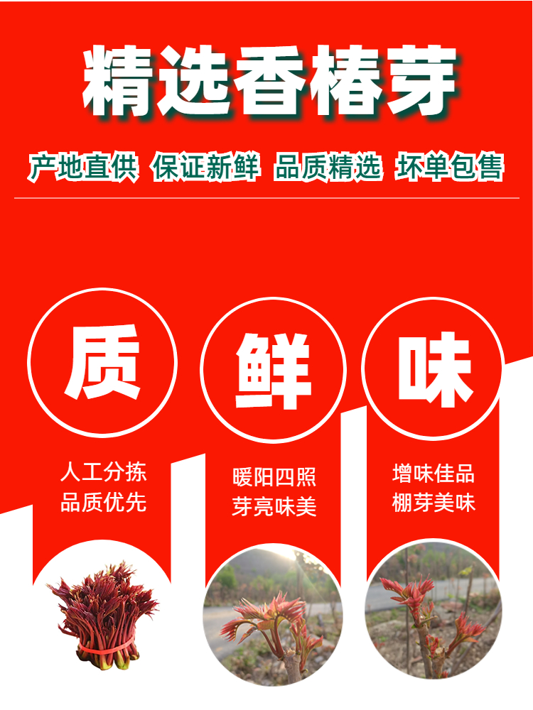 香椿芽新鲜嫩芽采摘现摘现发露天红油野生红叶叶菜头茬包邮椿芽 - 图3