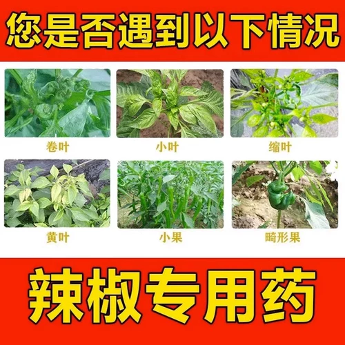 Вирус вируса чили Специальное лекарство от кудри для удобрений перца, заболевание листьев, заболевание гниля листьев, болезнь чили, заболевание чили