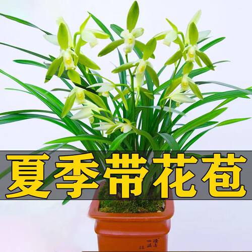 特香兰花铭品天仙素夏带花苞建兰四季兰盆栽客厅花卉植物室内花 - 图2