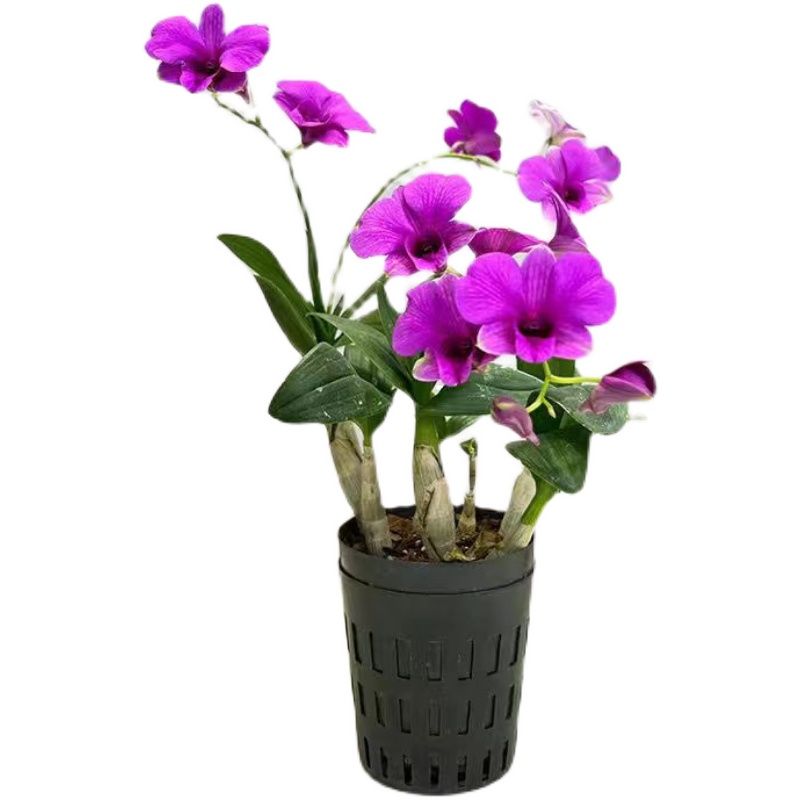 现带多花发货 红泼墨石斛带花苞 特价 室内盆栽花卉绿植 - 图3