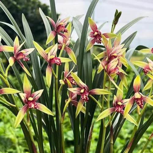 特香兰花铭品天仙素夏带花苞建兰四季兰盆栽客厅花卉植物室内花 - 图0