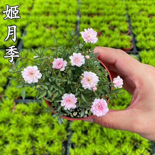 姬月季日本姬乙女姬超微蔷薇迷你微盆景阳台桌面懒人绿植盆栽花卉 - 图3