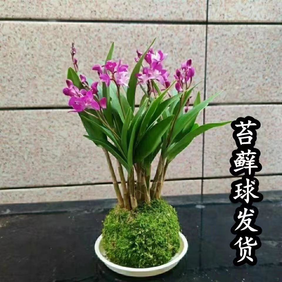 现带多花发货 红泼墨石斛带花苞 特价 室内盆栽花卉绿植 - 图2