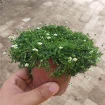 Irish pearl grass moss ground to be very cold and resistant for many years by plant rocky garden potted evergreen