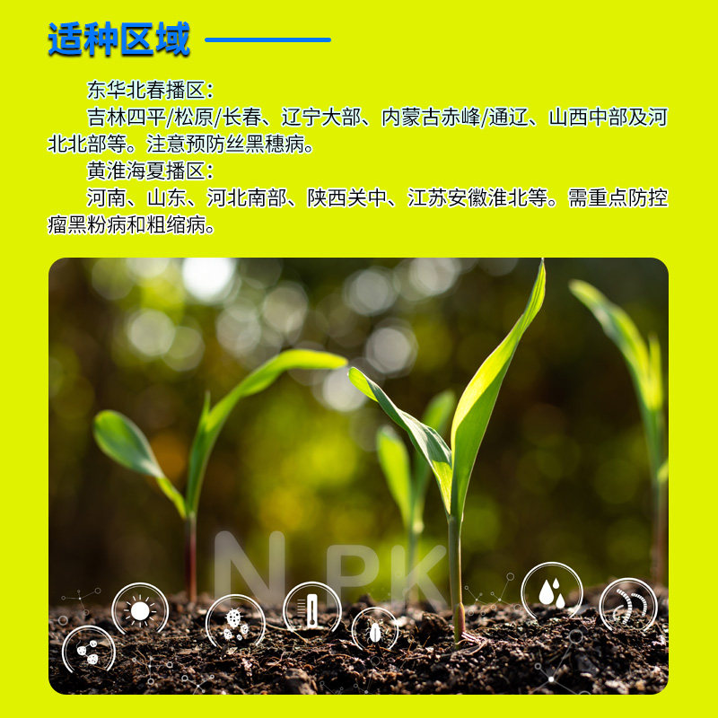 丰乐农化国审MC121玉米种杂交种子大棒抗病大田玉米原装正品,淘宝优惠券,粉丝福利购,淘宝优惠卷