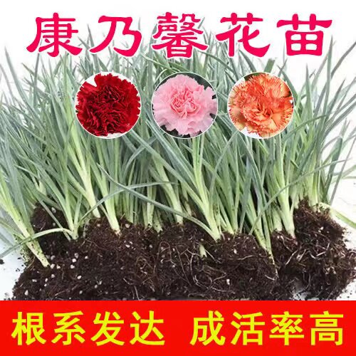 康乃馨花苗开花机器大花阳台庭院绿植盆栽花卉鲜花小苗教师节礼物 - 图2