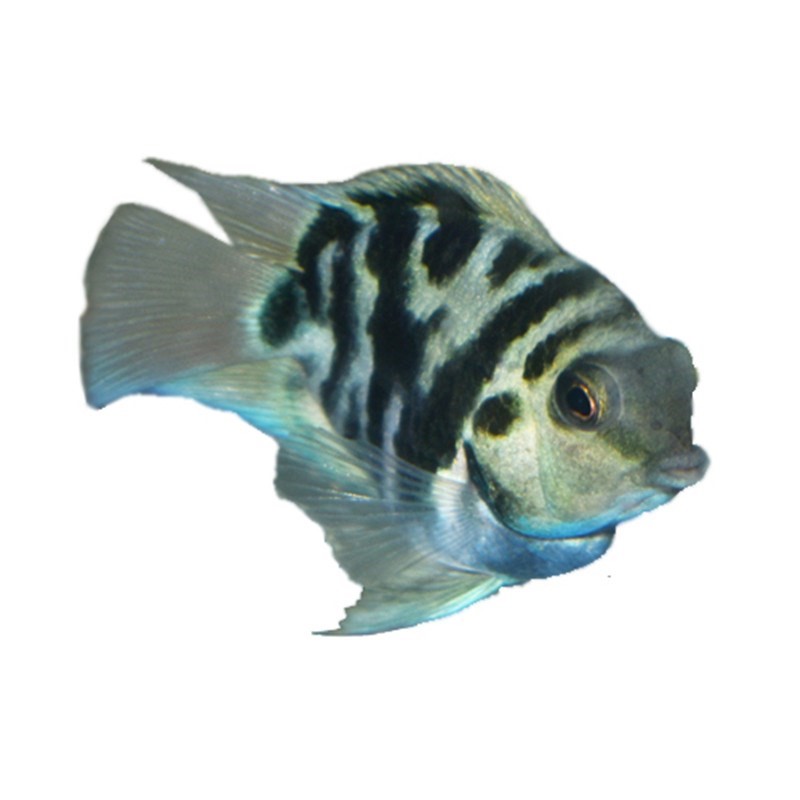 耐活的观赏鱼冷水红绿灯鱼清道夫淡水草缸热带鱼混养套餐小型 - 图3