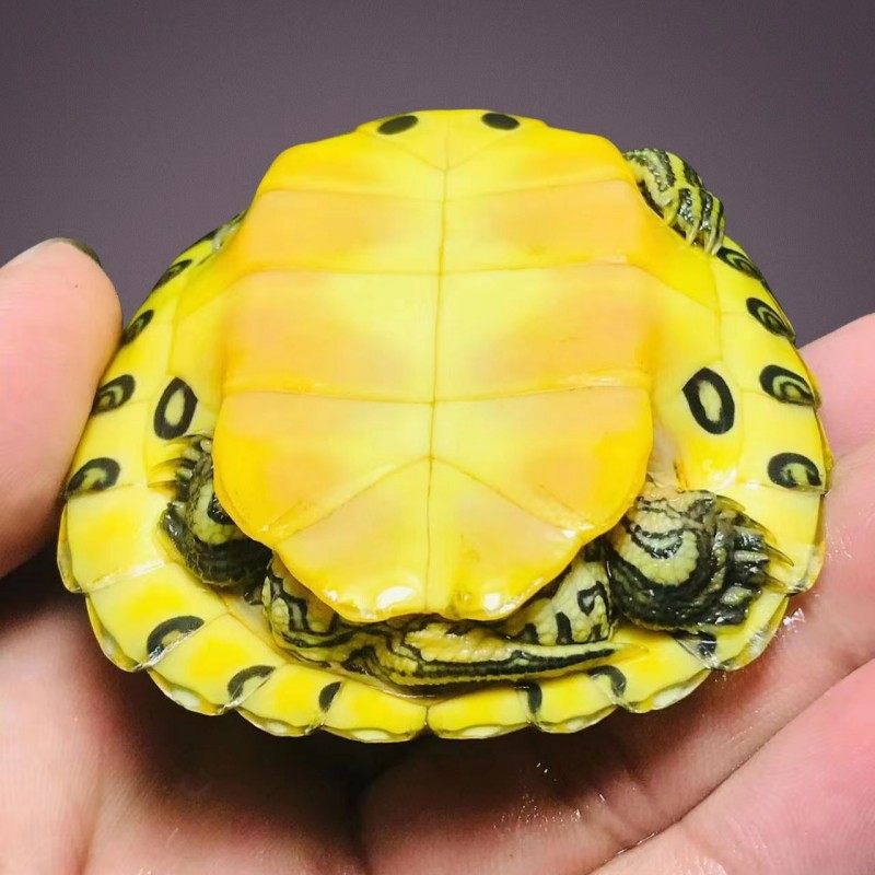 深水吃粪龟乌龟活物草龟淡水观赏龟鱼龟混养水质净化吃鱼屎的王八,淘宝优惠券,粉丝福利购,淘宝优惠卷