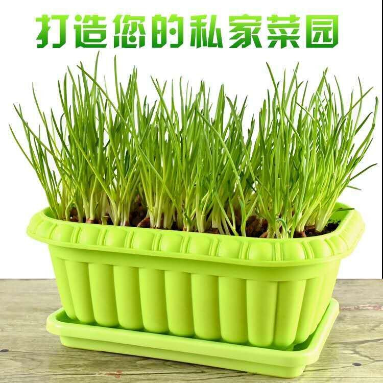 韭菜种植盆花盆家庭菜园阳台种菜深型长方形塑料种植箱蔬菜盆托盘-图1