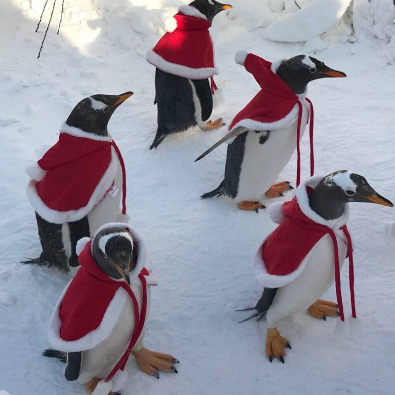 Rabbit Clothes Warm Cloak Christmas Dress Up New Year