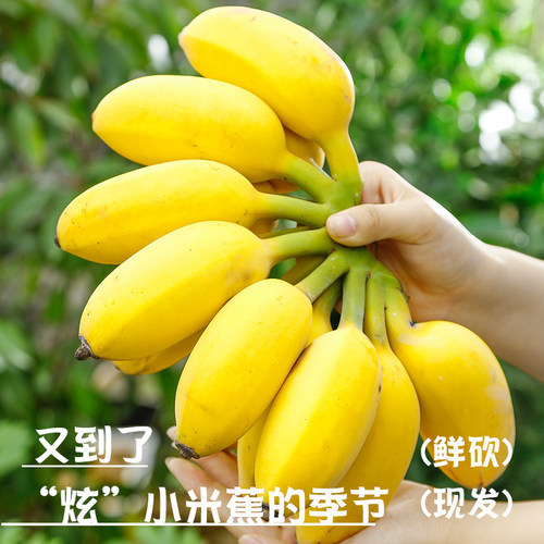 正宗广西小米蕉香蕉新鲜水果当季整箱苹果蕉自然熟甜小芭蕉粉蕉绿 - 图2