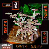 Sea Water Live Stone Deep Sea High Calcium Stones Fresh And Free Algae Coral Building Stone Sea Water Tank Fish Tank Filter Stone