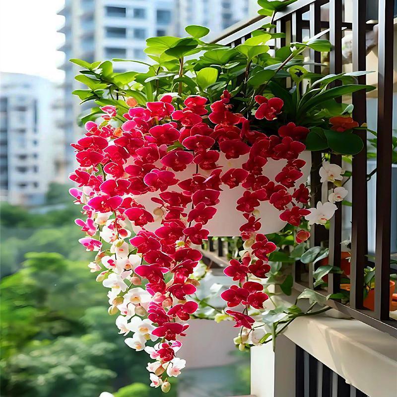 浓香型花卉四季开花耐寒植物室内外高档家庭盆栽阳吸色效果