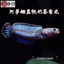 Tropical fish Assam milk tea Reyron fish Small ferocity Freshwater Fish Fry Watch Fish Blue Sails Milk Tea Thunder Dragon Tooth Fish