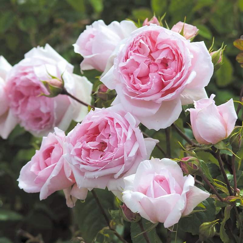 有寻植物 月季盆栽爬藤果汁阳台粉色龙沙宝石蓝色阴雨多季开花苗,淘宝优惠券,粉丝福利购,淘宝优惠卷