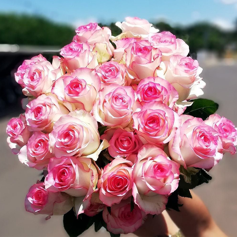 有寻植物 月季盆栽爬藤果汁阳台粉色龙沙宝石蓝色阴雨多季开花苗,淘宝优惠券,粉丝福利购,淘宝优惠卷