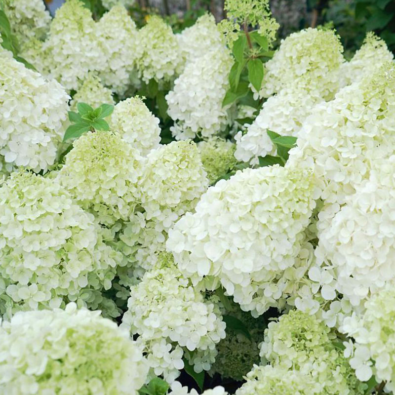 有寻植物 香草草莓圆锥绣球石灰灯北极熊夏日美人棒棒糖大苗耐寒 - 图0