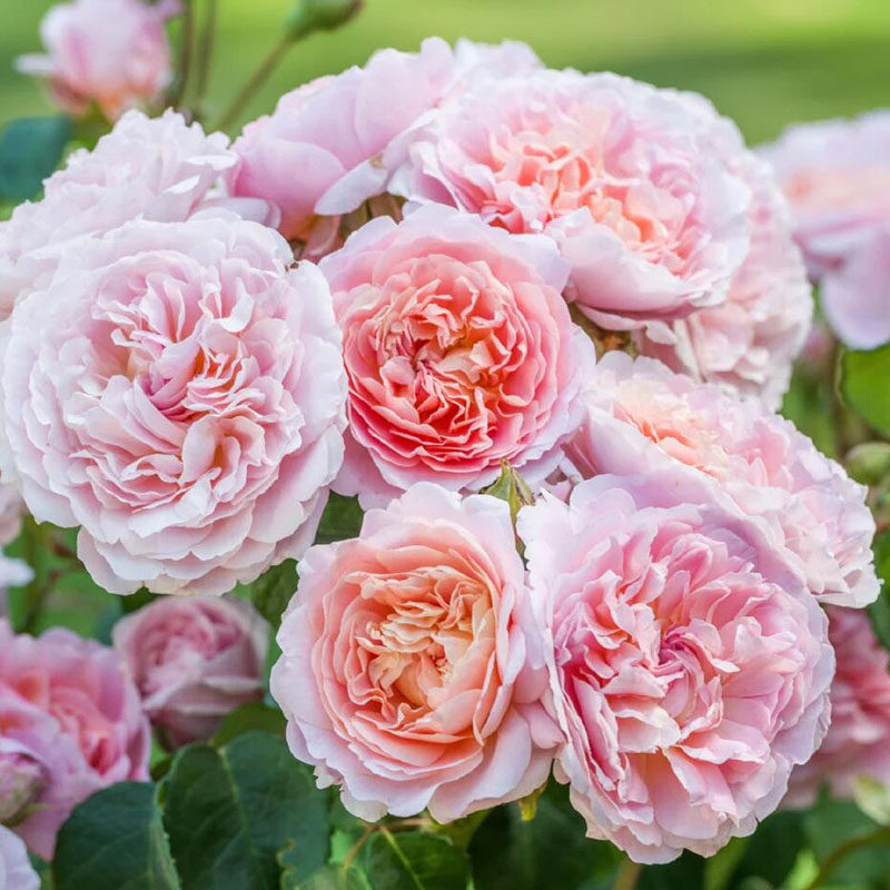 有寻植物月季花卉小苗盆栽庭院阳台爬藤攀援多季节开灌木藤本耐热,淘宝优惠券,粉丝福利购,淘宝优惠卷