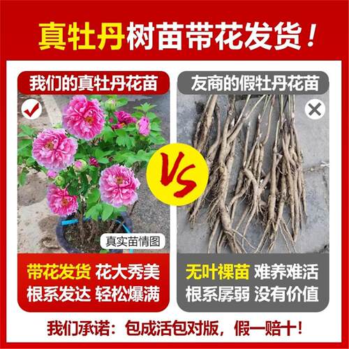 牡丹花树苗盆栽带花苞正宗洛阳名贵鲜花老桩花卉绿植四季好养菏泽 - 图0