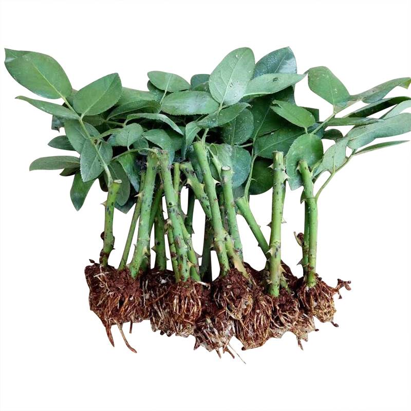 13.8元10棵玫瑰花苗盆栽树苗四季开花花卉植物大花月季花苗扦插苗 - 图2