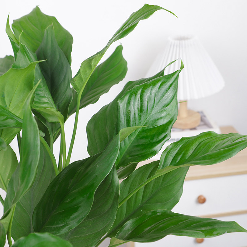 万年青盆栽水培植物室内桌面四季常青绿萝富贵竹好养净化空气植物,淘宝优惠券,粉丝福利购,淘宝优惠卷