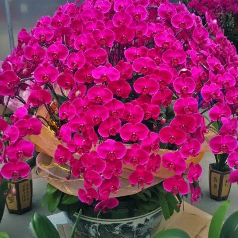 蝴蝶兰盆栽花卉植物室内花水培办公室绿植桌面四季好养大苗带花剑,淘宝优惠券,粉丝福利购,淘宝优惠卷