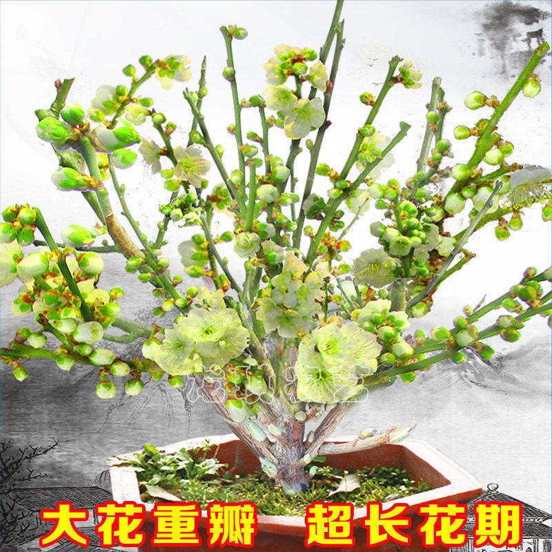 浓香型耐热耐寒四季梅花腊梅红梅室内外盆栽好养易活南方北方种植,淘宝优惠券,粉丝福利购,淘宝优惠卷