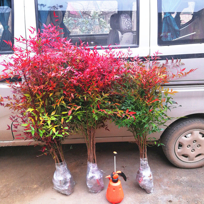火焰南天竹盆栽老桩树苗水养庭院南天竹马醉木室内客厅阳台植物,淘宝优惠券,粉丝福利购,淘宝优惠卷