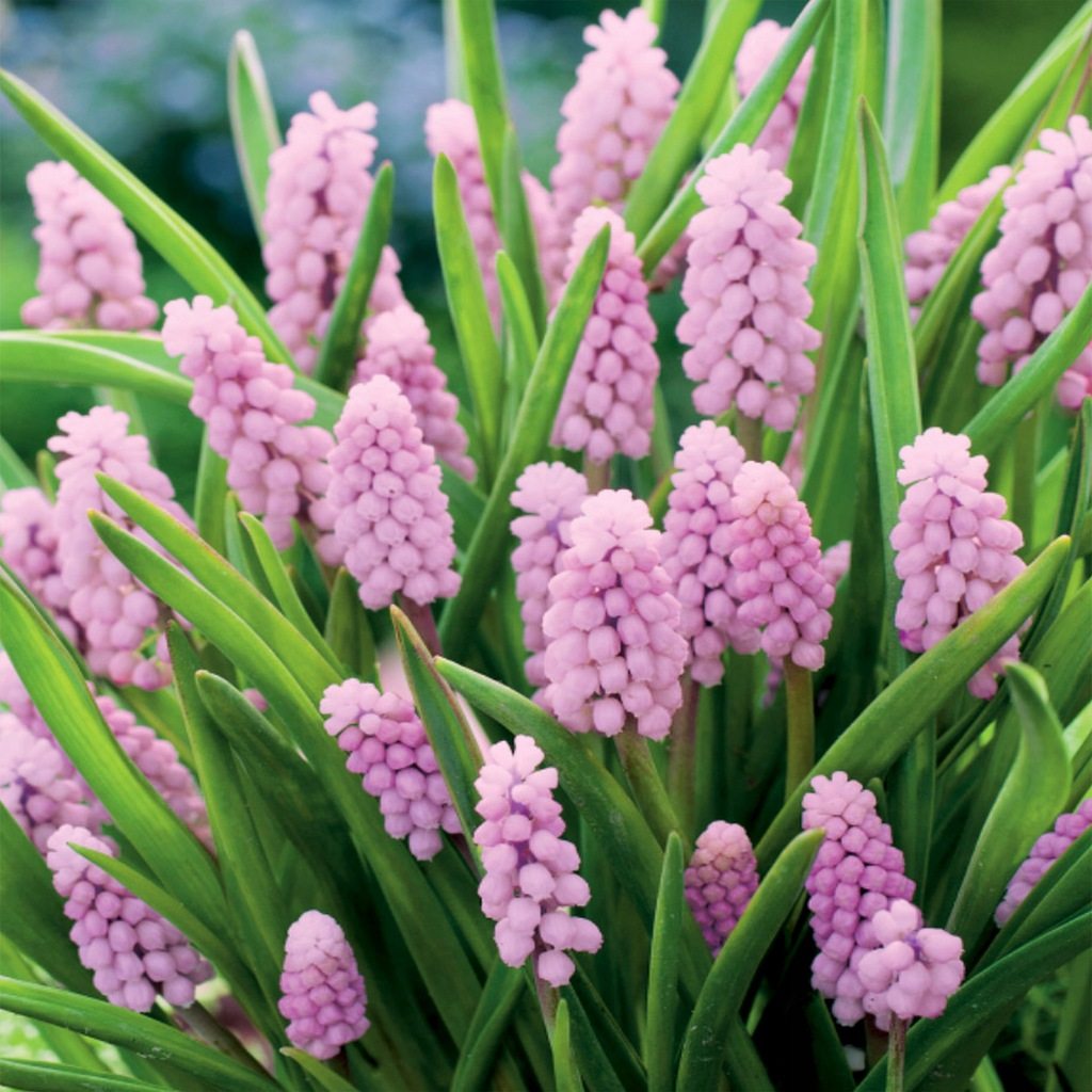 【2024秋季】荷兰葡萄风信子种球耐寒花园花境植物花卉2件包邮,淘宝优惠券,粉丝福利购,淘宝优惠卷