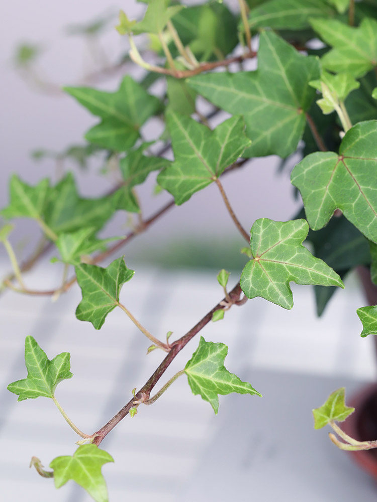 常春藤盆栽藤蔓室内垂吊兰长春藤爬常青藤金边绿植植物阳台,淘宝优惠券,粉丝福利购,淘宝优惠卷