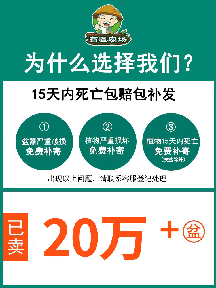 常春藤盆栽藤蔓室内垂吊兰长春藤爬常青藤金边绿植植物阳台,淘宝优惠券,粉丝福利购,淘宝优惠卷
