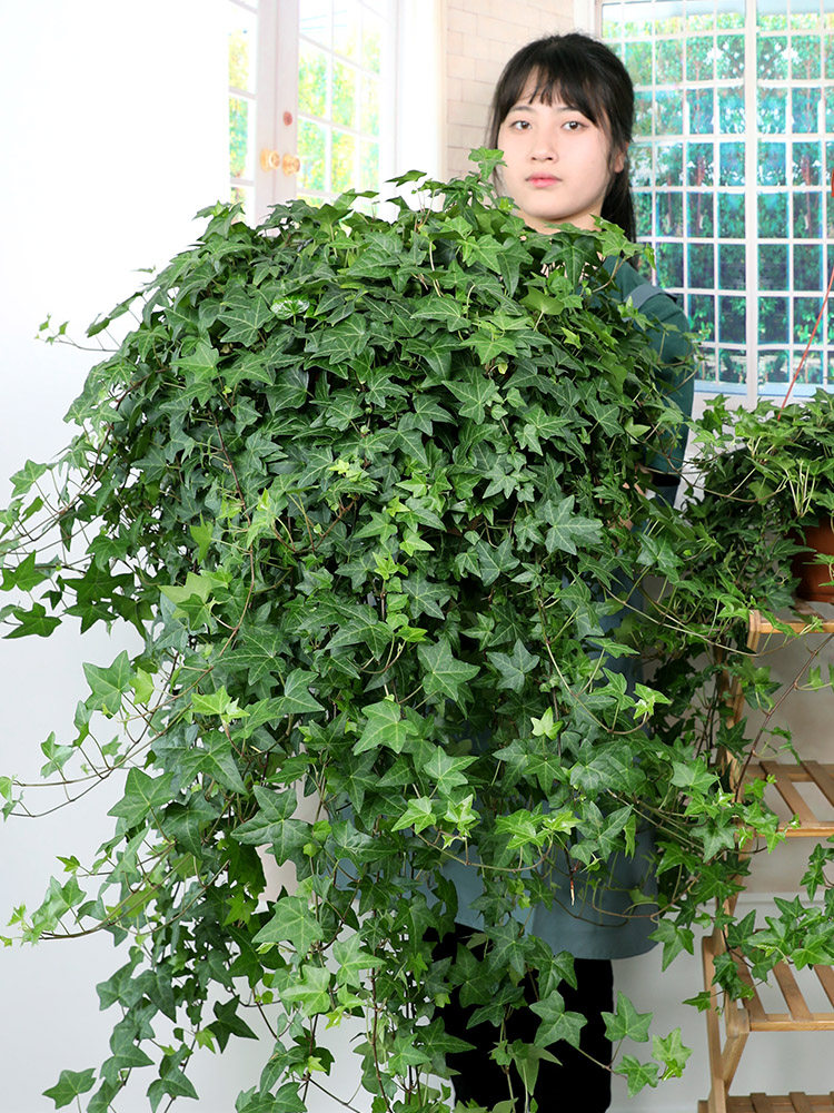 常春藤盆栽藤蔓室内垂吊兰长春藤爬常青藤金边绿植植物阳台,淘宝优惠券,粉丝福利购,淘宝优惠卷