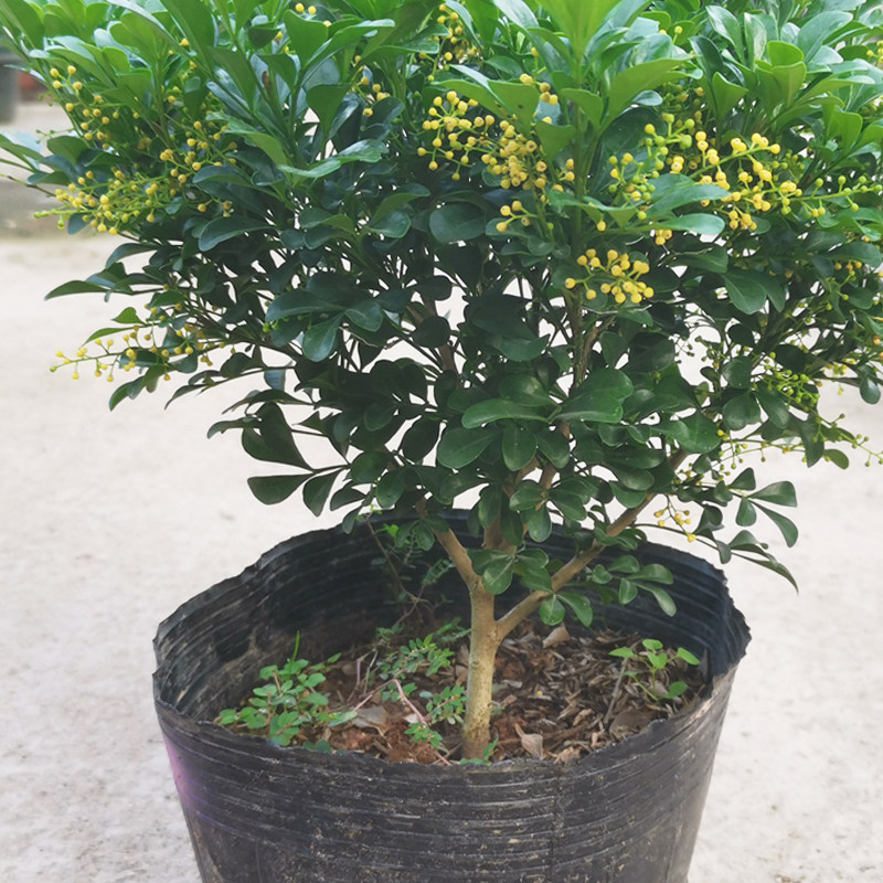 米兰盆栽花卉植物带花苞好养易活阳台庭院多季开花木本树苗小老桩,淘宝优惠券,粉丝福利购,淘宝优惠卷