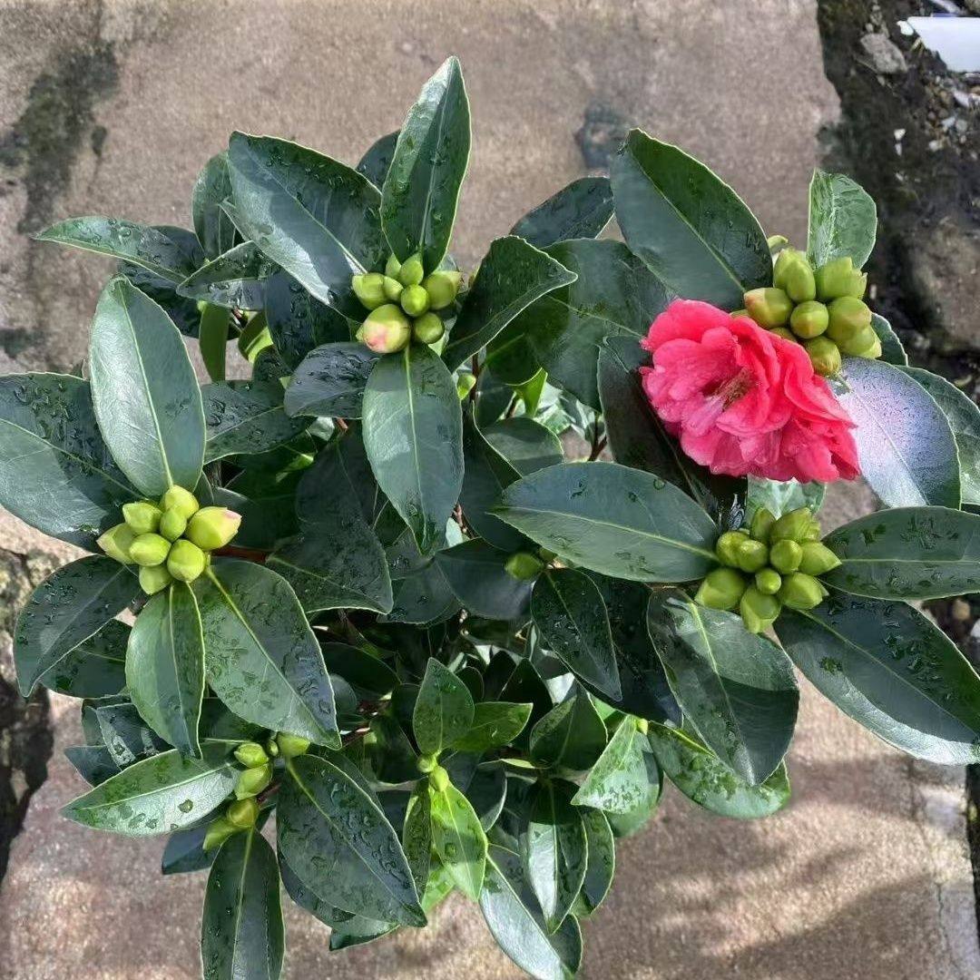 茶花盆栽新款四季茶花七星大红耐寒花卉茶花重瓣花型阳台庭院,淘宝优惠券,粉丝福利购,淘宝优惠卷