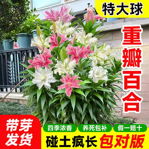 重瓣香水百合花种球室内带花苞盆栽种植苗花卉耐热鲜花绿植花苗 - 图0