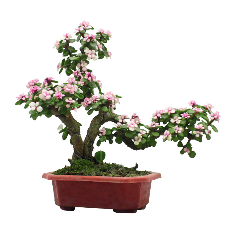 金枝玉叶雅乐多肉老桩造型盆景四季开花室外阳台盆栽绿植,淘宝优惠券,粉丝福利购,淘宝优惠卷