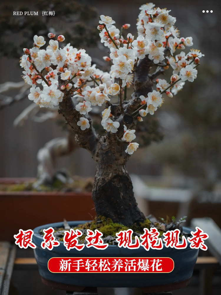原生红梅花盆栽树苗老桩盆景阳台庭院绿植物浓香花卉耐寒四季腊梅,淘宝优惠券,粉丝福利购,淘宝优惠卷