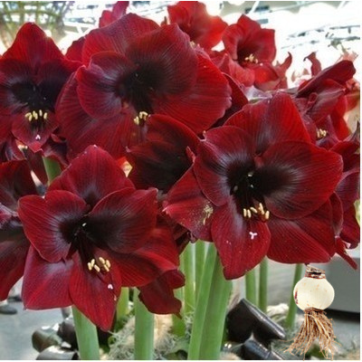 荷兰进口重瓣朱顶红种球超大室内外球根花卉盆栽开花植物花.,淘宝优惠券,粉丝福利购,淘宝优惠卷