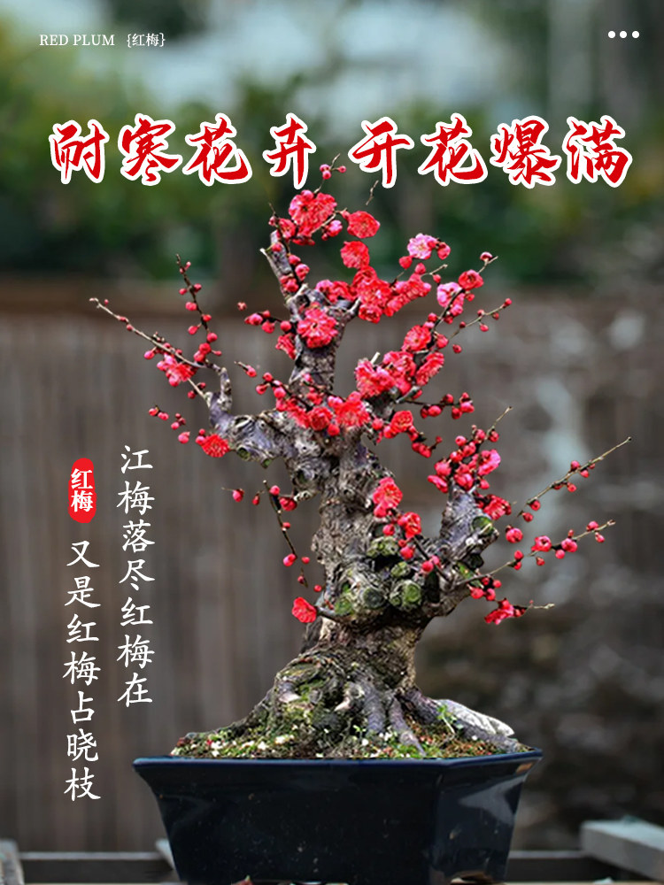原生红梅花盆栽树苗老桩盆景阳台庭院绿植物浓香花卉耐寒四季腊梅,淘宝优惠券,粉丝福利购,淘宝优惠卷