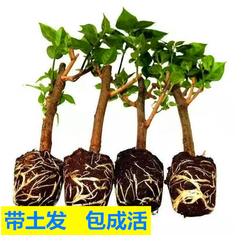 新品种三角梅盆栽小苗室内阳台庭院好养花卉四季开花不断爬藤植物,淘宝优惠券,粉丝福利购,淘宝优惠卷