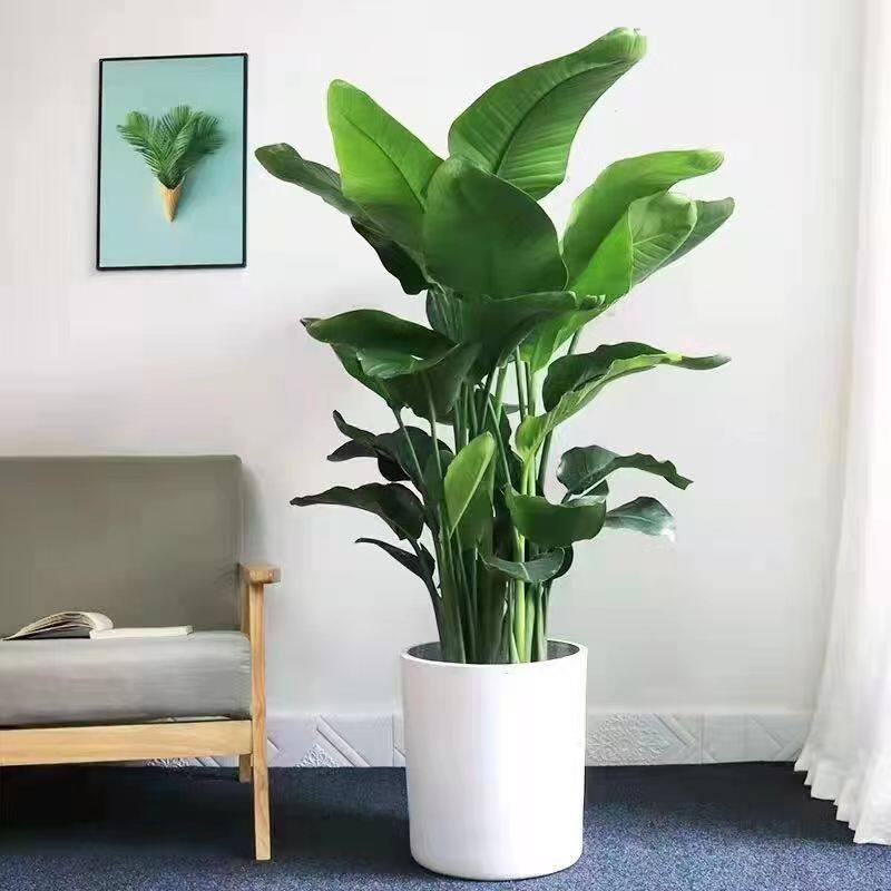 天堂鸟盆栽客厅办公室内好养大型花卉绿植新房家用大叶植物,淘宝优惠券,粉丝福利购,淘宝优惠卷