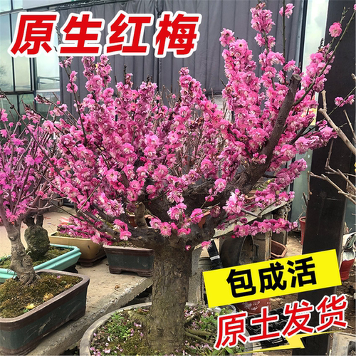 梅花盆栽老桩红梅腊梅老桩盆景树苗绿梅花卉耐寒植物室内阳台庭院 - 图0