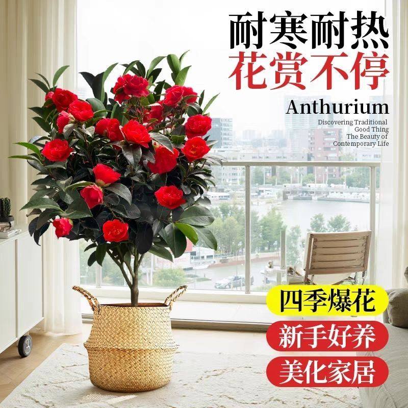 茶花盆栽新款四季茶花七星大红耐寒花卉茶花重瓣花型阳台庭院,淘宝优惠券,粉丝福利购,淘宝优惠卷