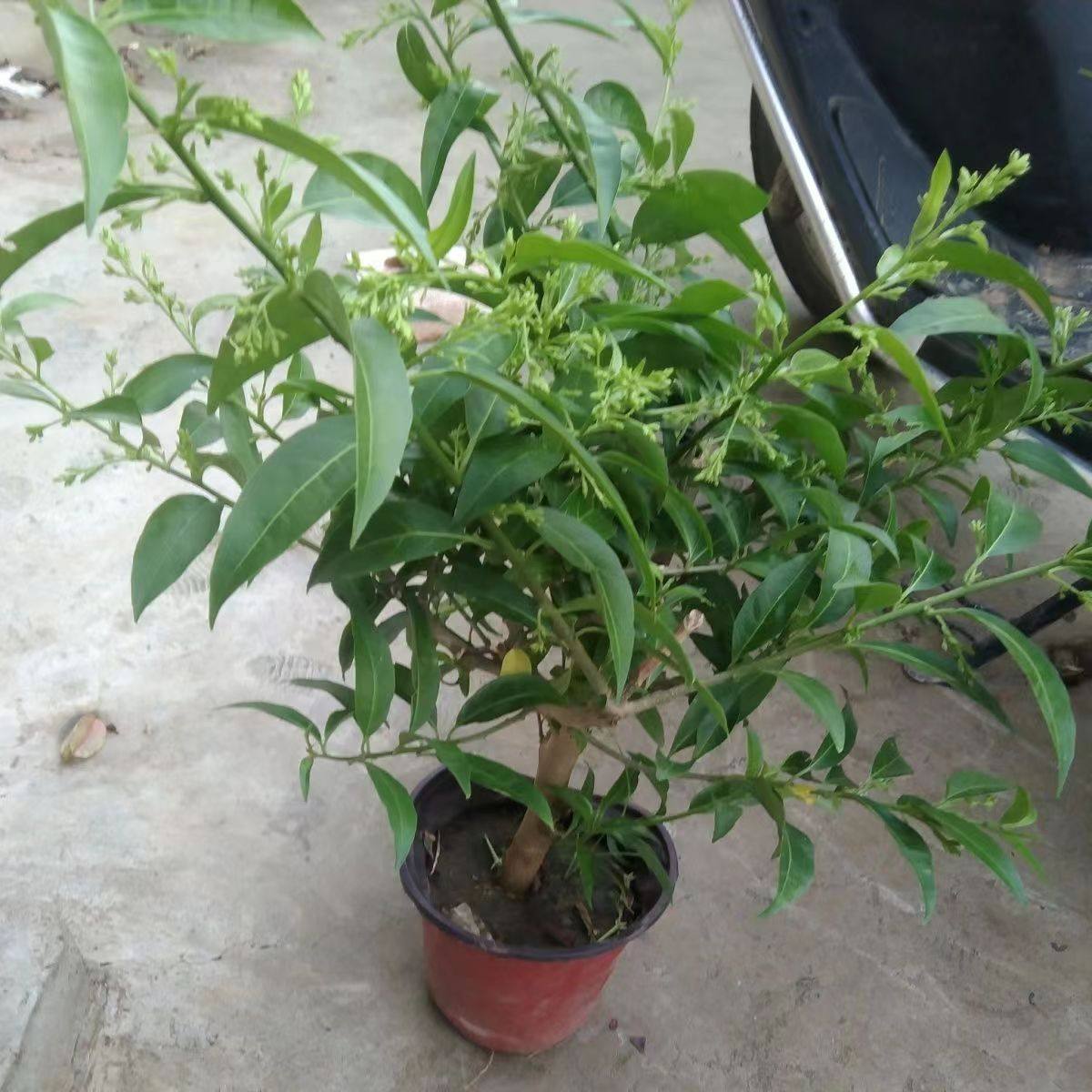 夜来香花苗盆栽阳台庭院夏季驱蚊香草树苗夜来香植物花卉带花发货,淘宝优惠券,粉丝福利购,淘宝优惠卷