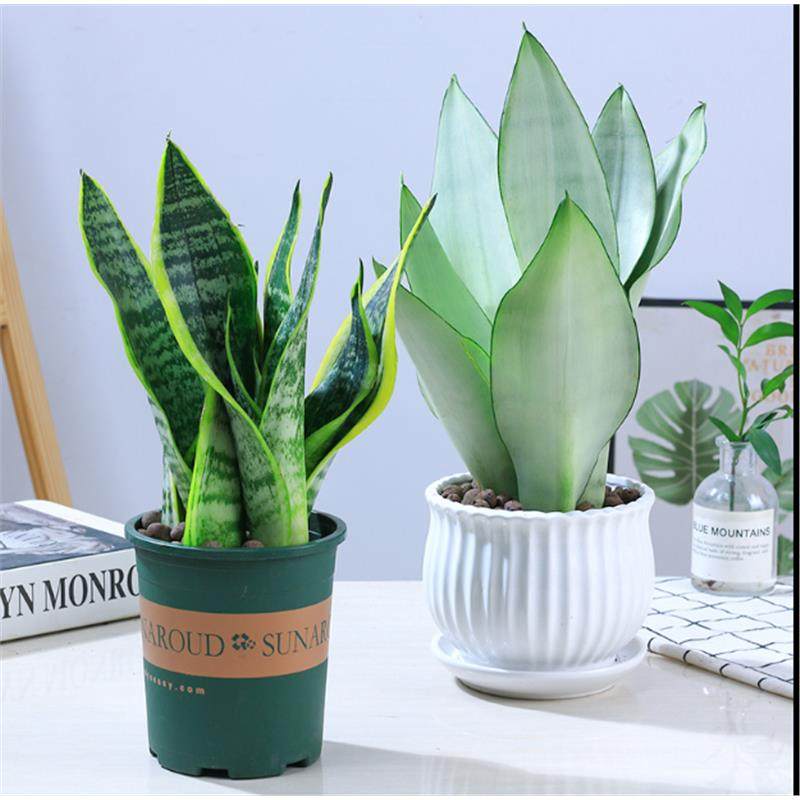 精选金边虎皮兰四季常青多肉植物好养活室内绿植盆栽高矮白玉虎尾,淘宝优惠券,粉丝福利购,淘宝优惠卷