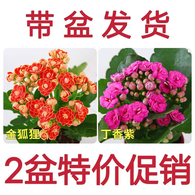 大花带花苞长寿花小盆栽重瓣金狐狸花苗四季室内开花好养花卉植物,淘宝优惠券,粉丝福利购,淘宝优惠卷