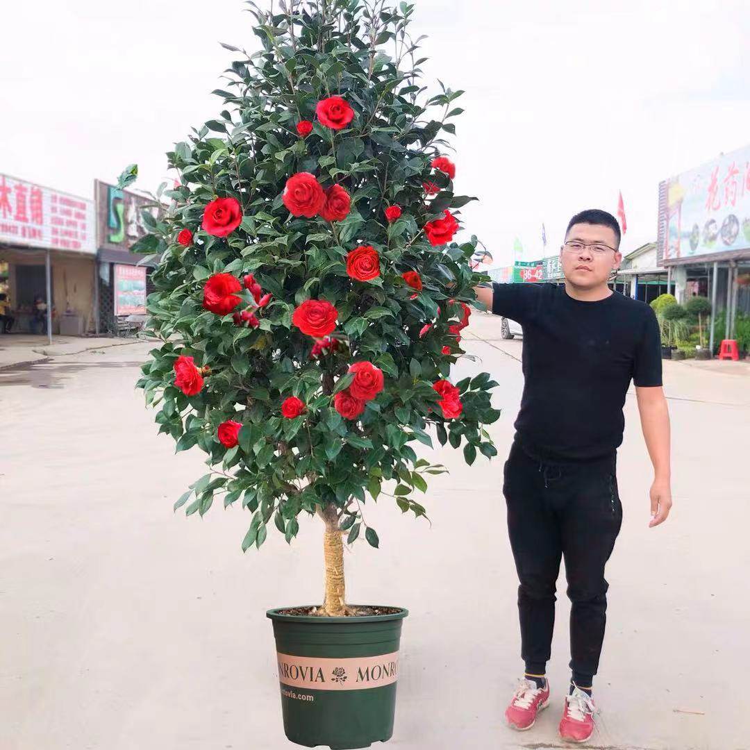 耐寒山茶花树苗庭院别墅耐冻茶植物室外绿植大型盆栽四季常青花卉,淘宝优惠券,粉丝福利购,淘宝优惠卷